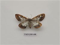 藏品(尺蛾102)的圖片